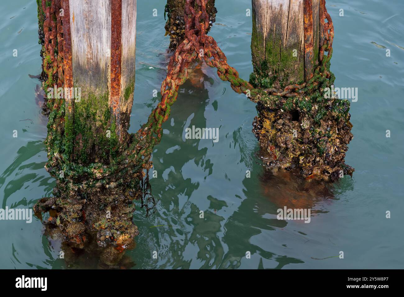 Catena arrugginita attaccata a pali di legno intemprati ricoperti di alghe nell'acqua salmastra del Canal grande a Venezia, Italia. Foto Stock