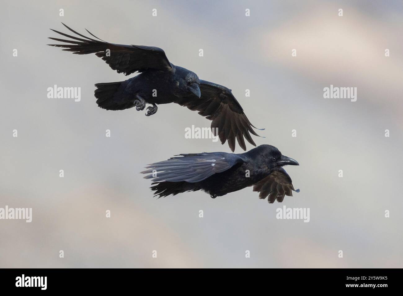 Corvo settentrionale (Corvus corax varius), vista laterale di due adulti in volo, regione occidentale, Islanda Foto Stock