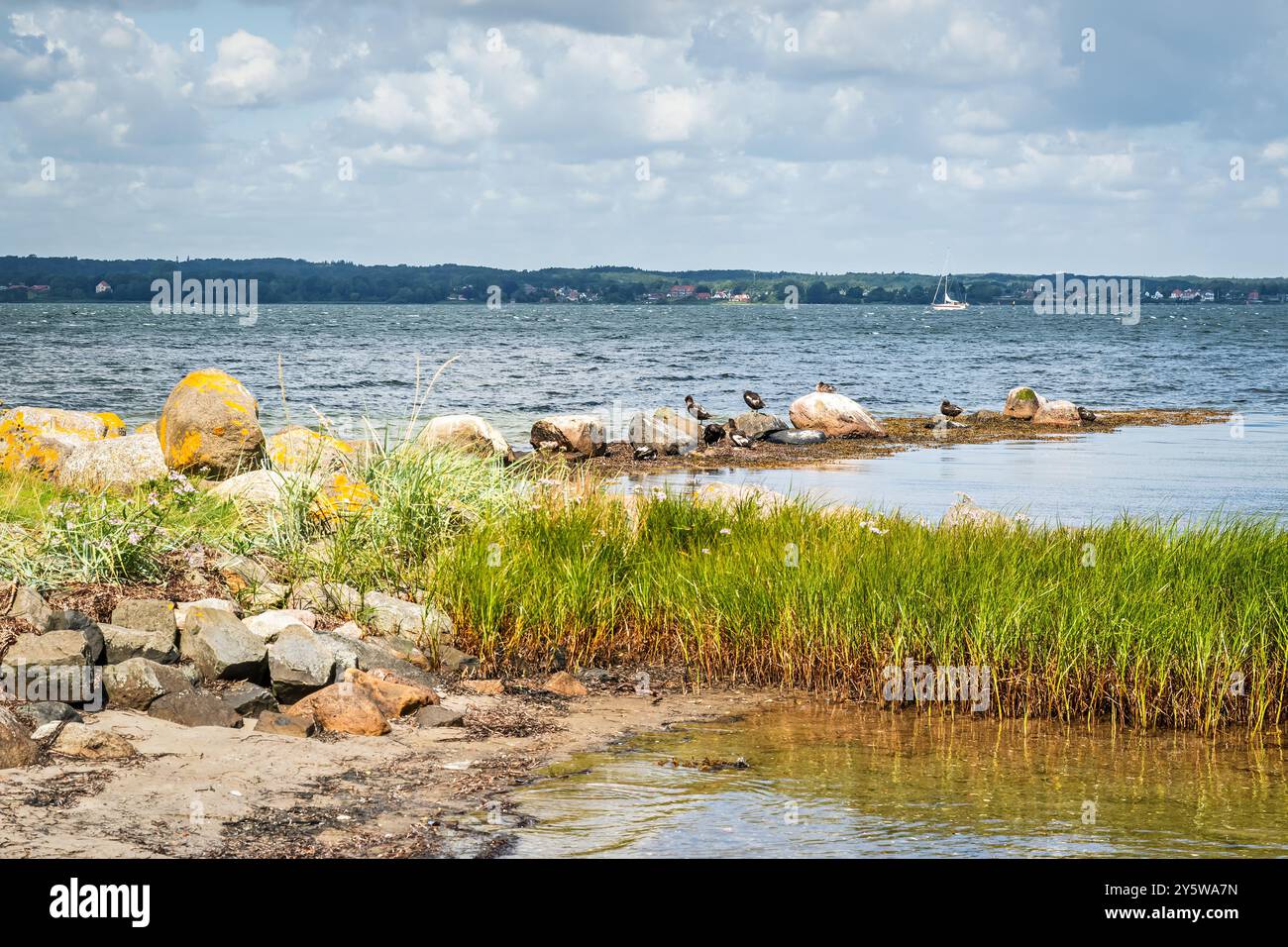 Shelducks e altri uccelli acquatici in una riserva naturale sul Mar Baltico. Penisola di Holnis sul Mar Baltico in Germania, Europa. Foto Stock