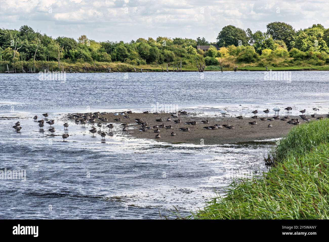 Shelducks e altri uccelli acquatici in una riserva naturale sul Mar Baltico. Penisola di Holnis sul Mar Baltico in Germania, Europa. Foto Stock