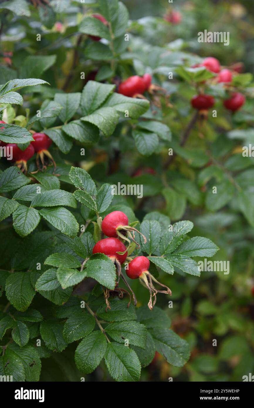 Rosa canina Foto Stock