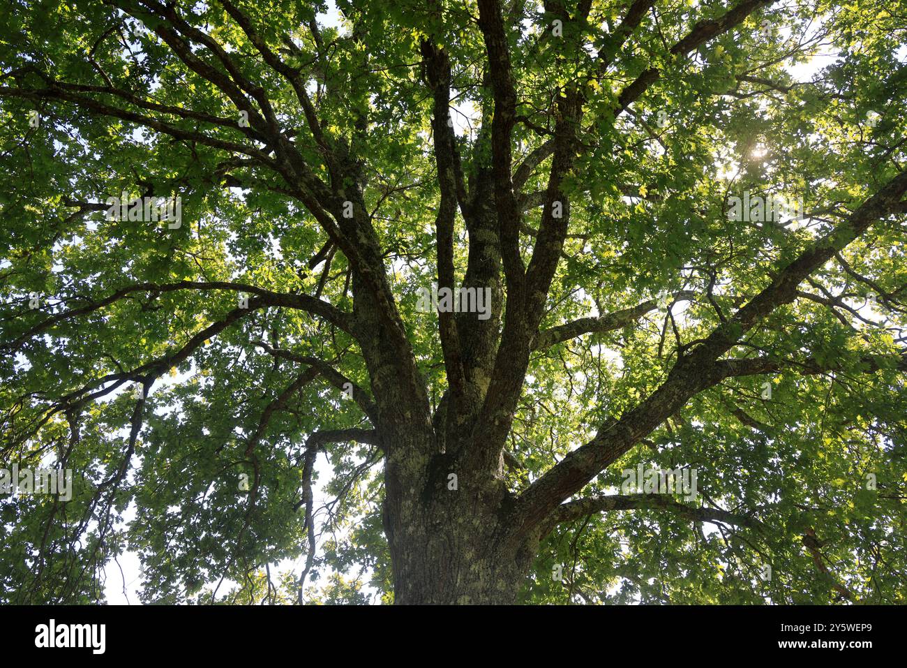 Sulle rive del lago Lacanau in Gironde, nel sud-ovest della Francia. Calma, natura, campagna, ambiente. Lacanau, Médoc, Gironde, Nouvelle Aquitai Foto Stock