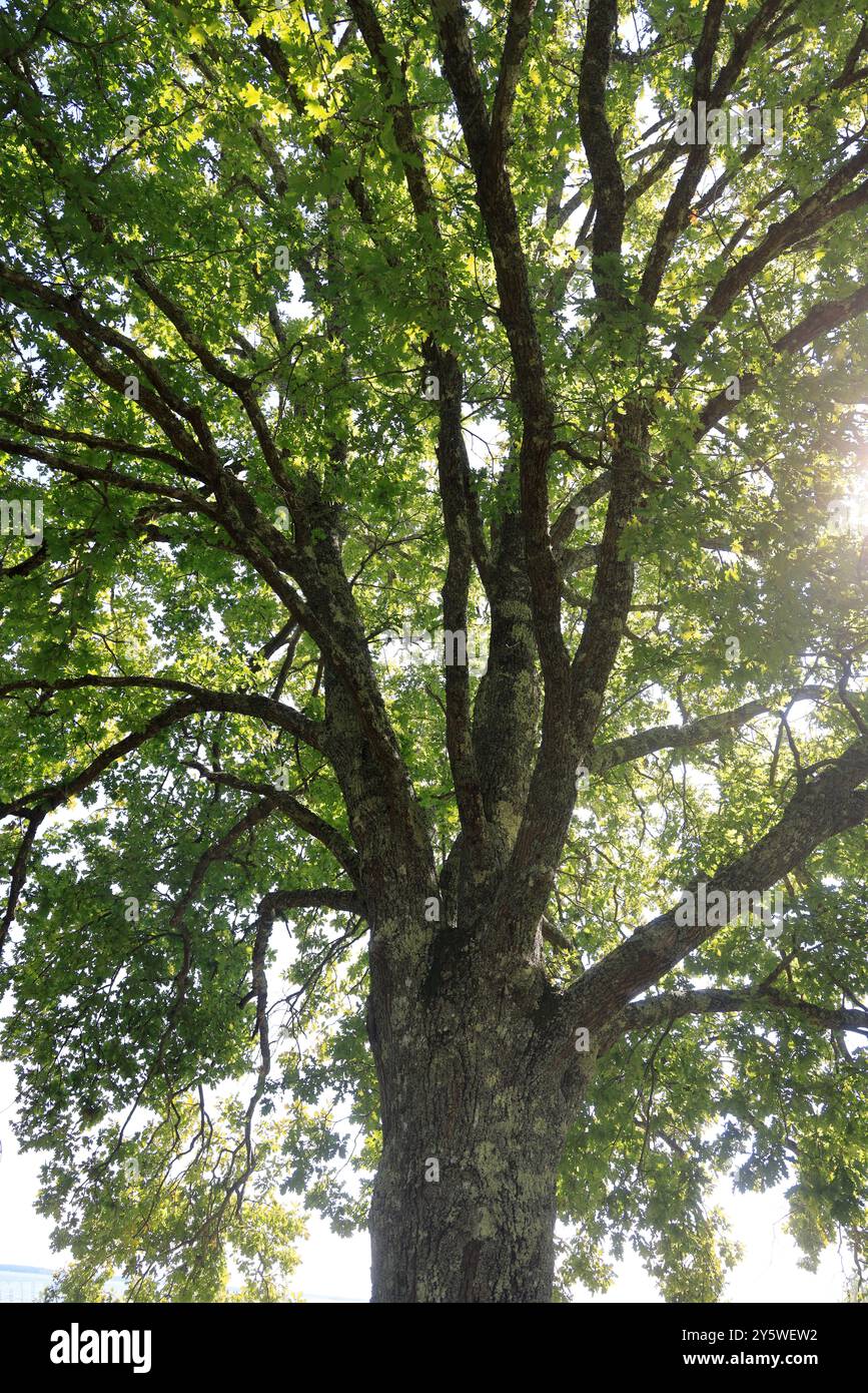 Sulle rive del lago Lacanau in Gironde, nel sud-ovest della Francia. Calma, natura, campagna, ambiente. Lacanau, Médoc, Gironde, Nouvelle Aquitai Foto Stock