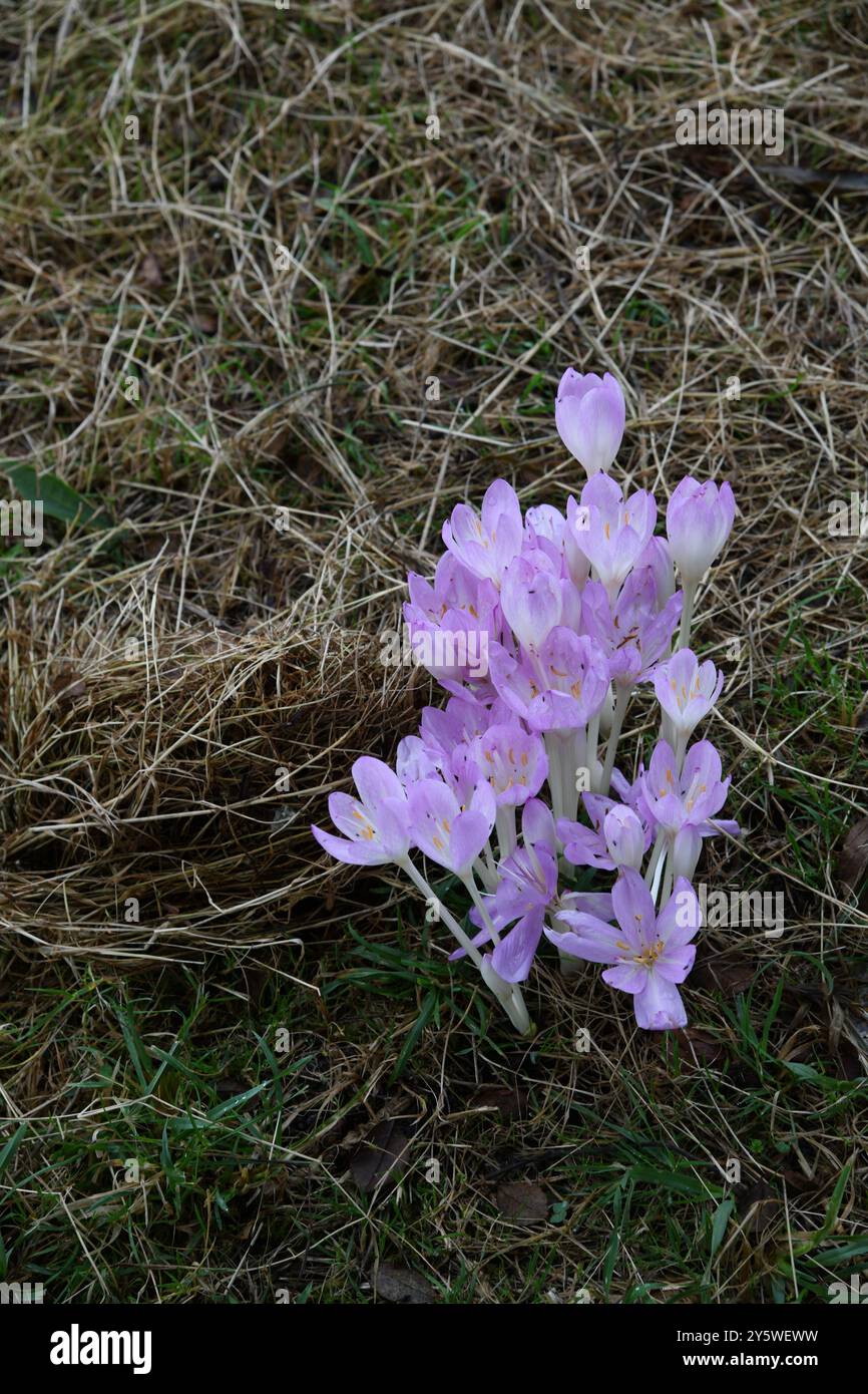 Croco autunnale di Colchicum Foto Stock