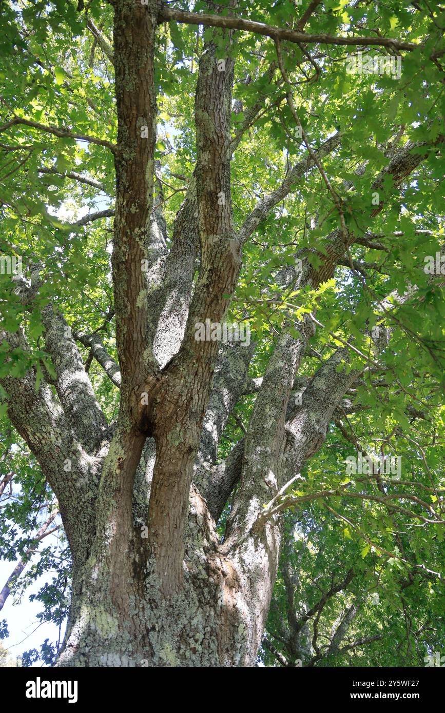 Sulle rive del lago Lacanau in Gironde, nel sud-ovest della Francia. Calma, natura, campagna, ambiente. Lacanau, Médoc, Gironde, Nouvelle Aquitai Foto Stock