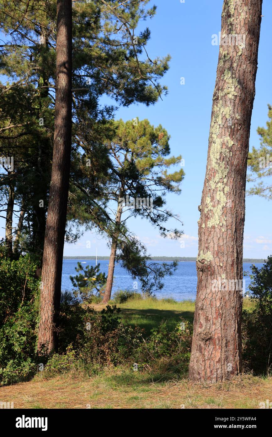 Sulle rive del lago Lacanau in Gironde, nel sud-ovest della Francia. Calma, natura, campagna, ambiente. Lacanau, Médoc, Gironde, Nouvelle Aquitai Foto Stock