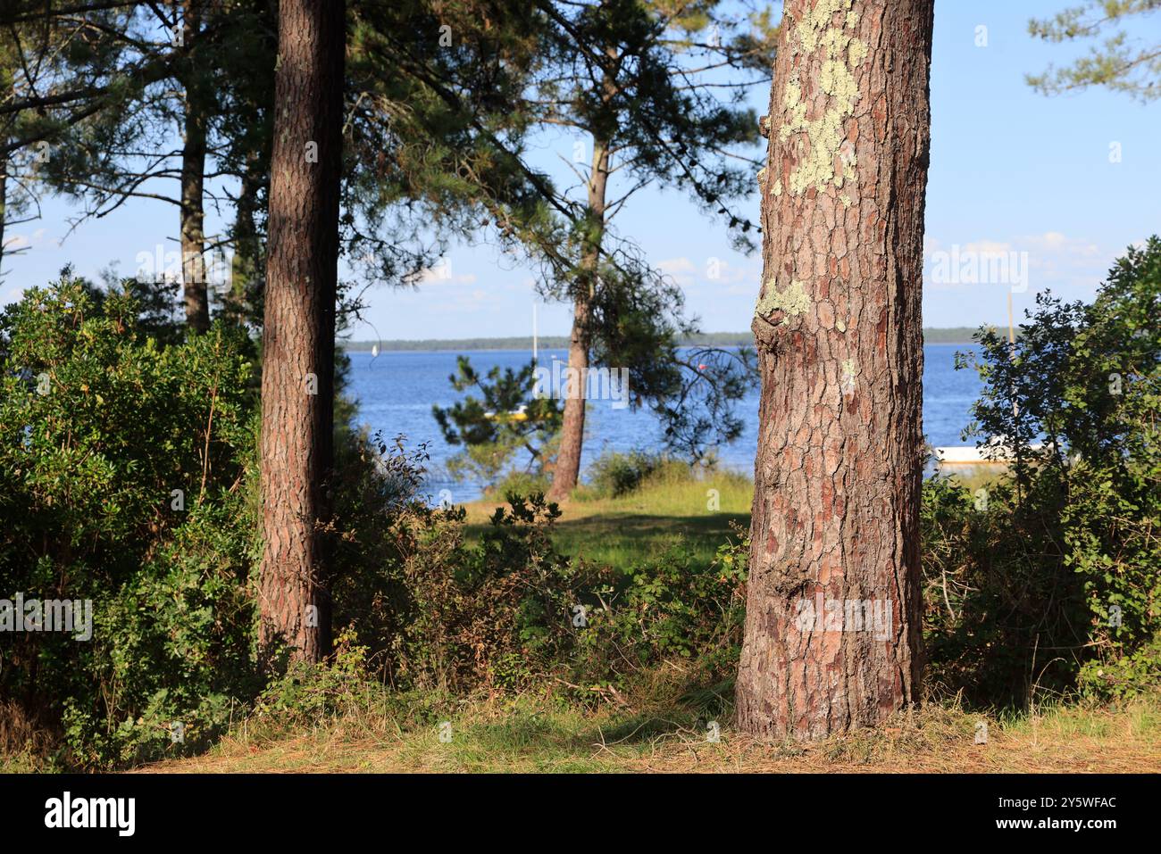 Sulle rive del lago Lacanau in Gironde, nel sud-ovest della Francia. Calma, natura, campagna, ambiente. Lacanau, Médoc, Gironde, Nouvelle Aquitai Foto Stock
