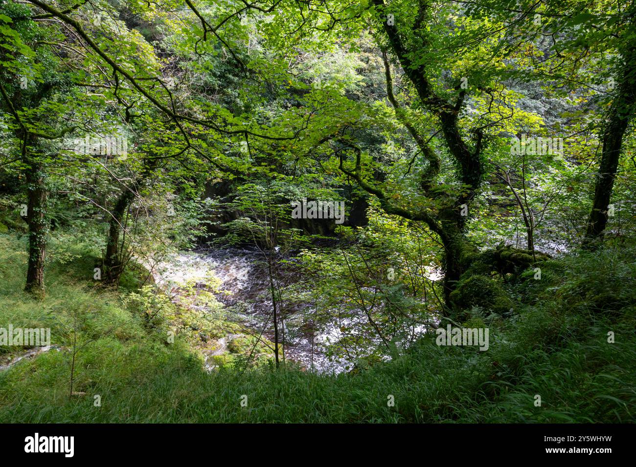 Una sezione delle cascate di Ingleton cammina dove il fiume Doe passa attraverso i boschi in questa posizione, nello Yorkshire Dales. Foto Stock