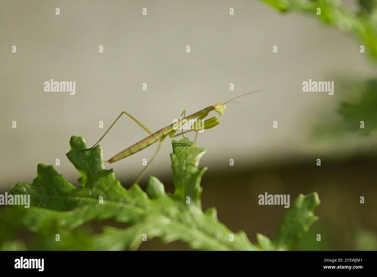 Pregando Mantis camuffamento su foglia verde Foto Stock