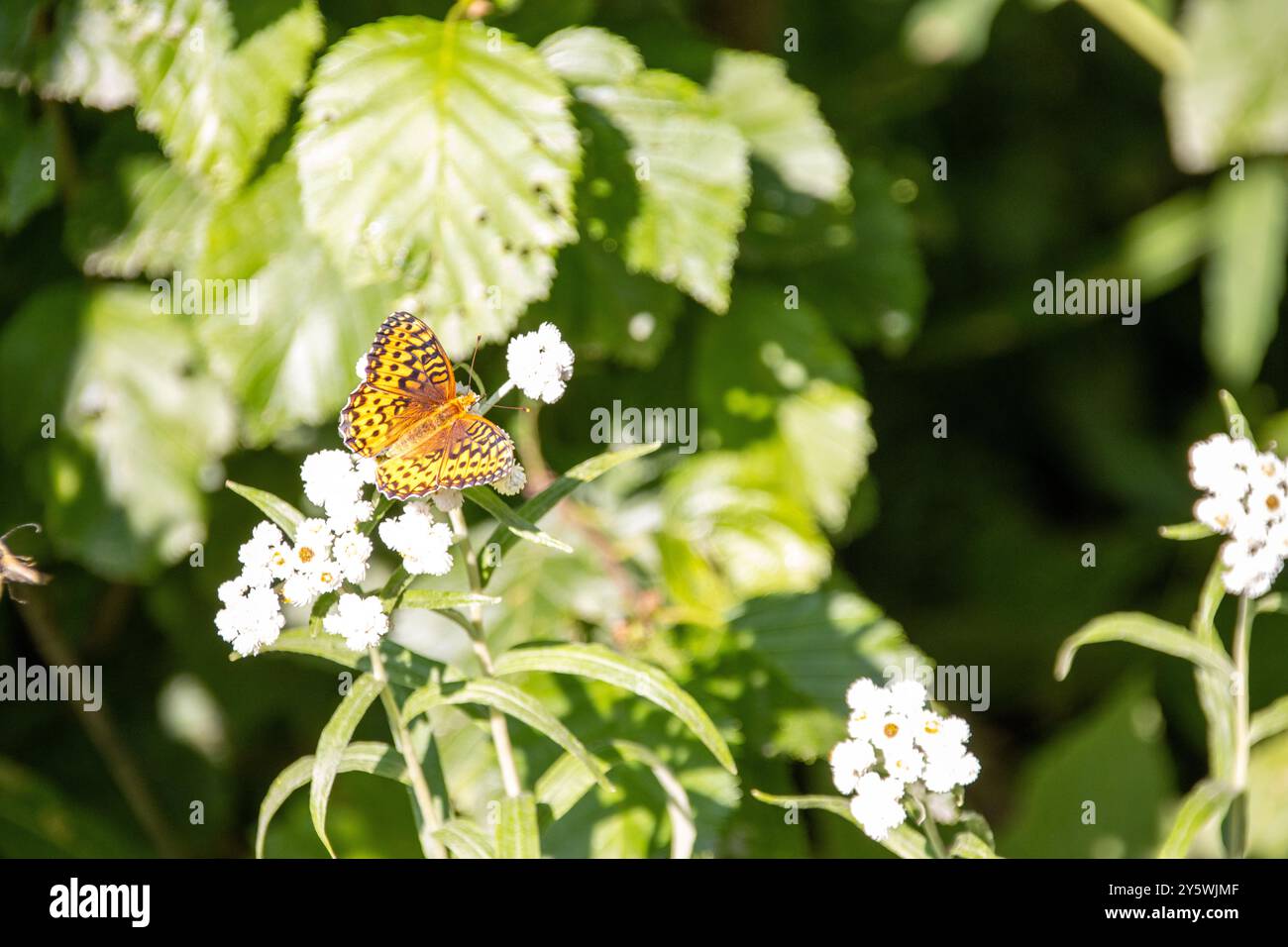Una farfalla fritillaria che riposa su piccoli fiori selvatici bianchi Foto Stock