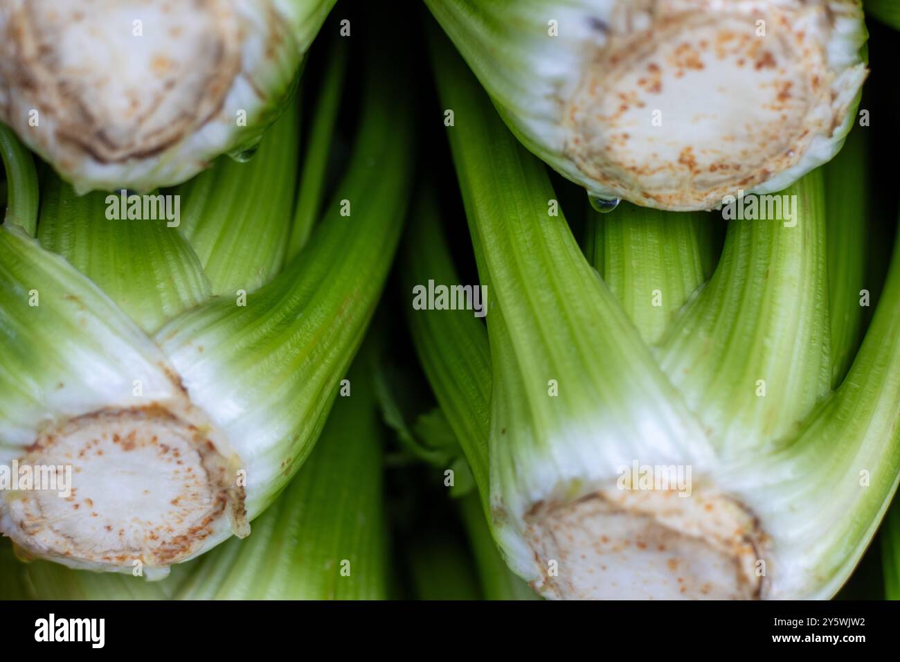 Primo piano di gambi di sedano fresco con goccioline d'acqua Foto Stock