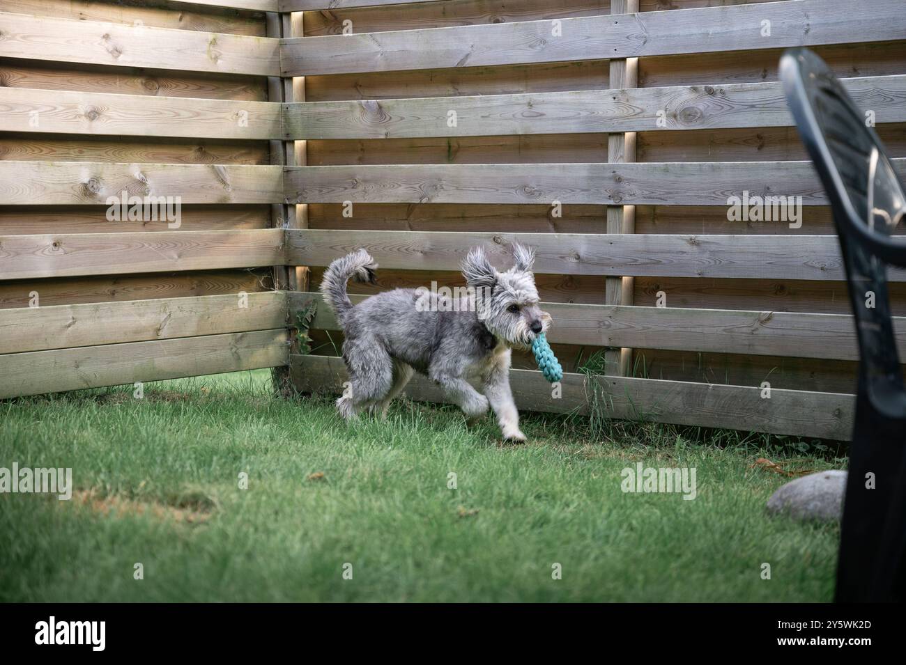 il cane felice tiene un giocattolo ad anello in bocca e corre in giardino Foto Stock