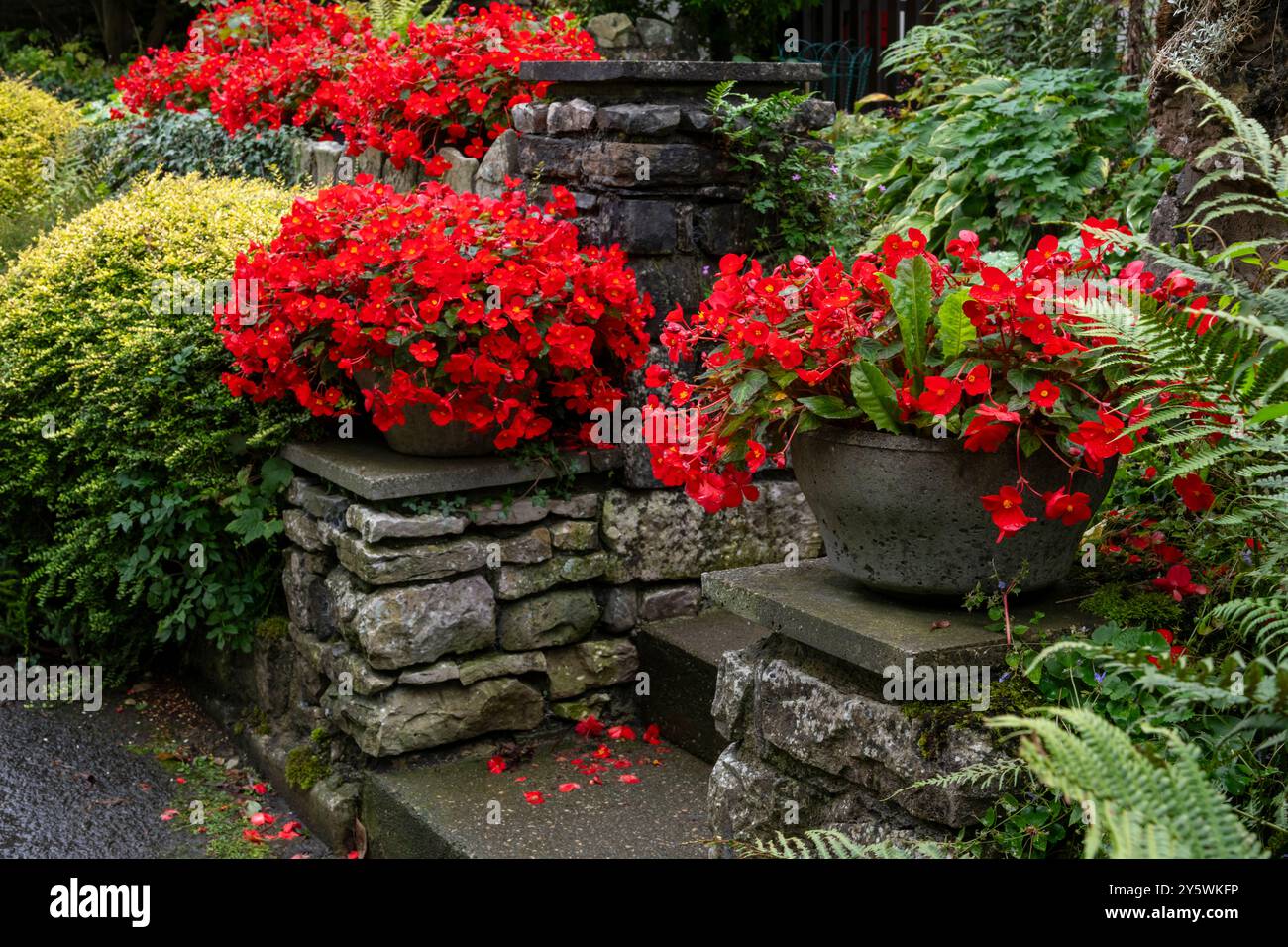 Vasi di Begonias rosso brillante fuori da un cottage in un villaggio inglese. Foto Stock