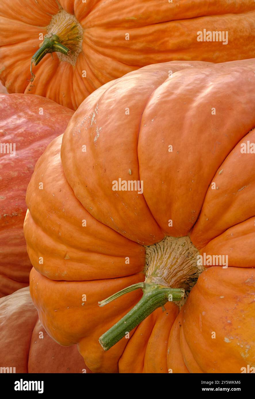 Gruppo di zucche decorative assortite, sfondo astratto di stagione autunnale Foto Stock