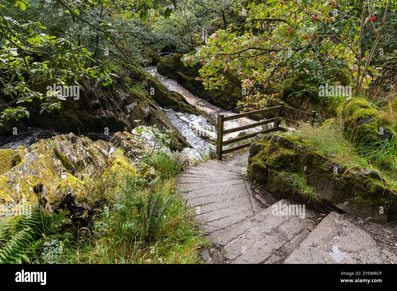 Una sezione delle cascate di Ingleton cammina dove il fiume Doe passa attraverso i boschi in questa posizione, nello Yorkshire Dales. Foto Stock