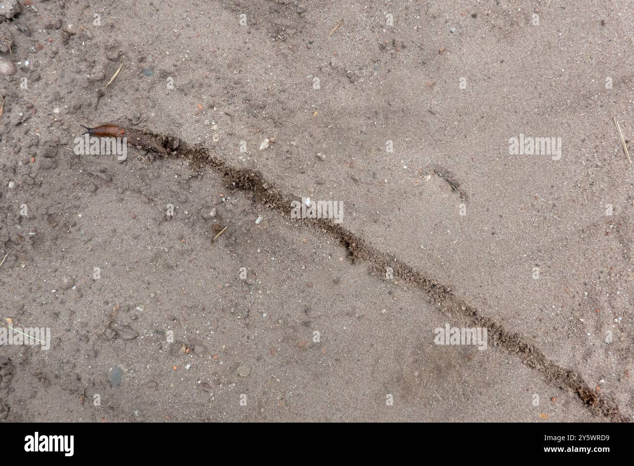 Lumaca rossa che scorre lungo un sentiero sabbioso, lasciandovi un sentiero alle spalle Foto Stock