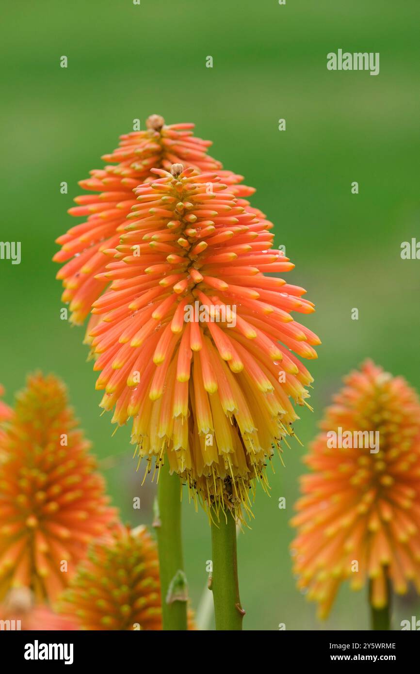 Kniphofia rooperi, Rooper's Red-hot poker, Tritoma rooperi, Kniphofia longicollis Baker, clump-forming, perenne sempreverde, densa, ampiamente arrotondata sp Foto Stock