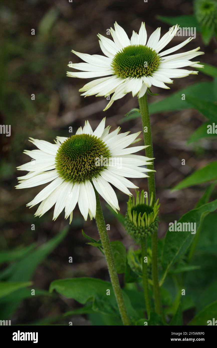 Echinacea purpurea Virginia, Echinacea Virgin, Viola Coneflower Virgin, compatta, perenne, fiori con fiori orizzontali a raggi bianchi che circondano un Foto Stock