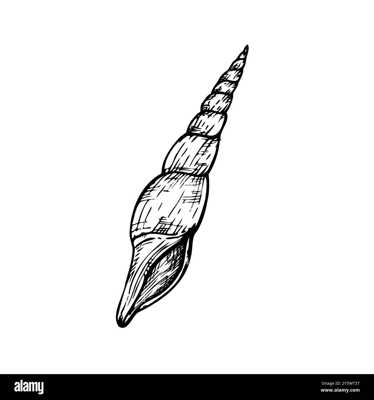 Shell vettoriale. Conchiglia a linea dipinta a mano. Clip art grafica isolata sullo sfondo. Illustrazione sott'acqua. Per designer, inviti Illustrazione Vettoriale