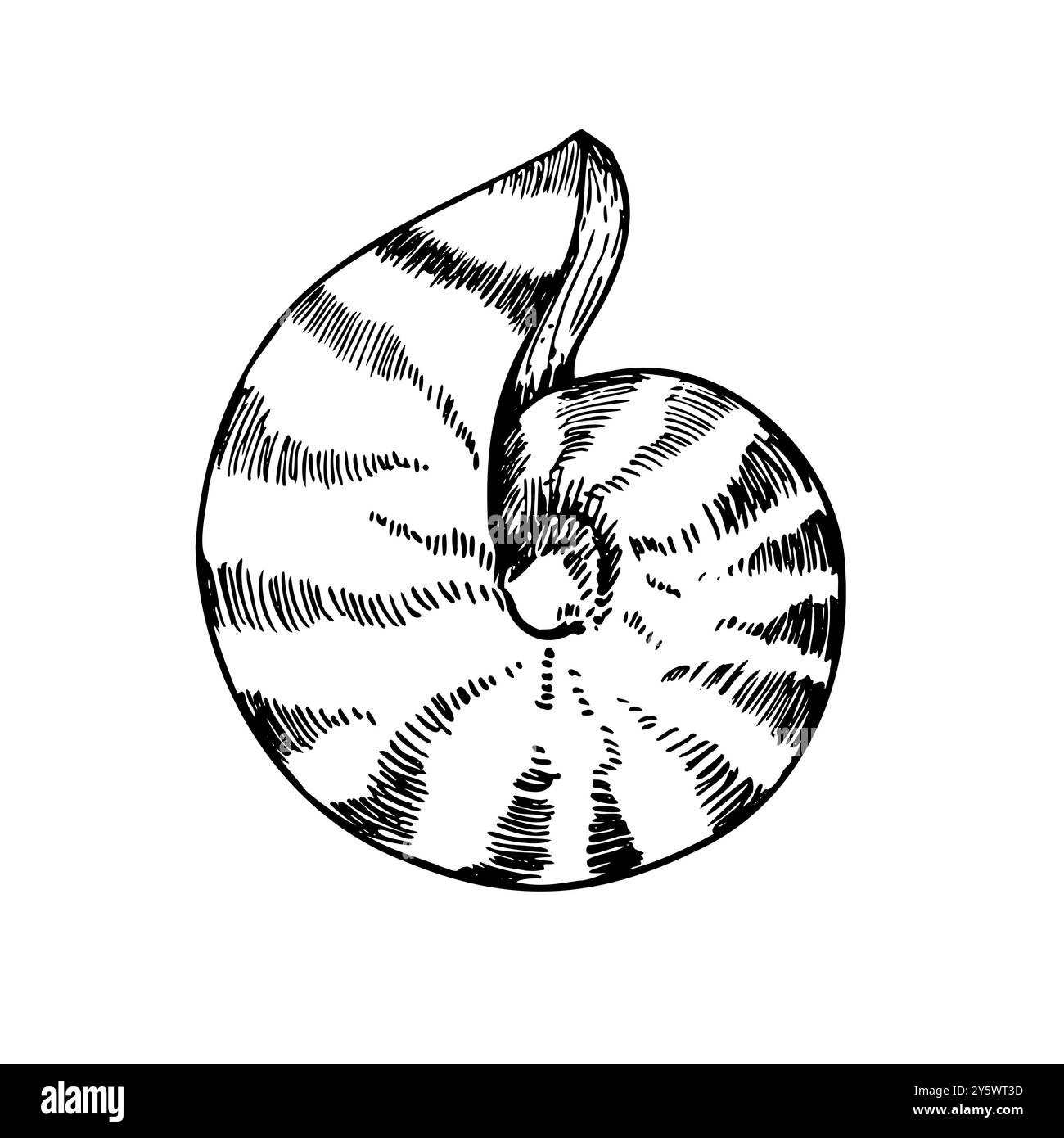 Shell vettoriale. Conchiglia a linea dipinta a mano. Clip art grafica isolata sullo sfondo. Illustrazione sott'acqua. Per designer, inviti Illustrazione Vettoriale