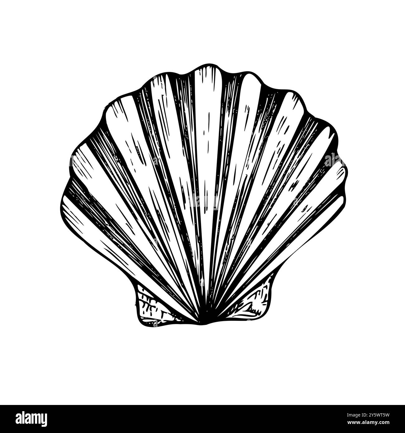 Shell vettoriale. Conchiglia a linea dipinta a mano. Clip art grafica isolata sullo sfondo. Illustrazione sott'acqua. Per designer, inviti Illustrazione Vettoriale