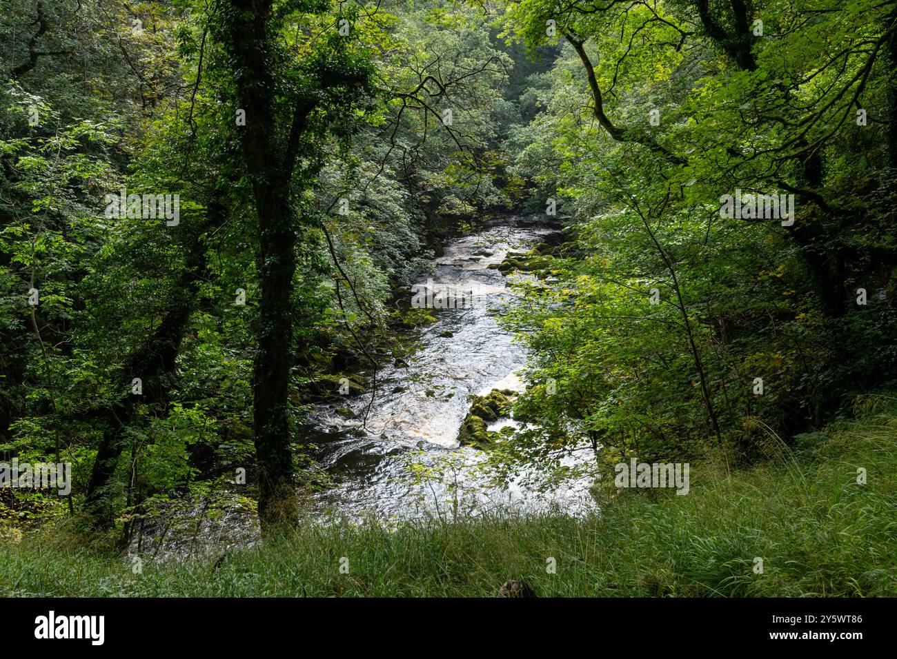 Una sezione delle cascate di Ingleton cammina dove il fiume Doe passa attraverso i boschi in questa posizione, nello Yorkshire Dales. Foto Stock