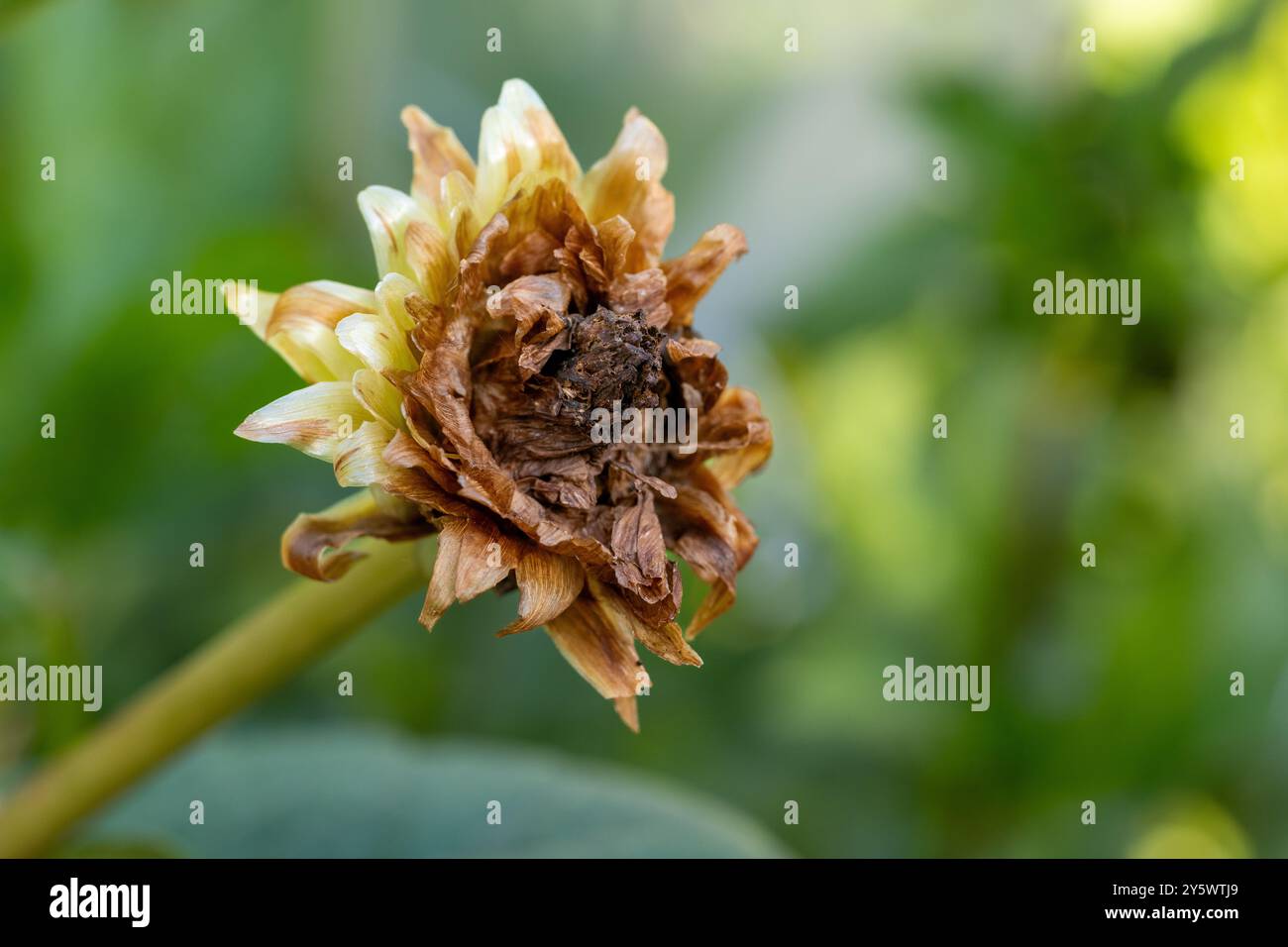 Testa di semi di fiori Dahlia. Raccolta dei semi per la propagazione. Sfondo per il giardinaggio. Foto Stock