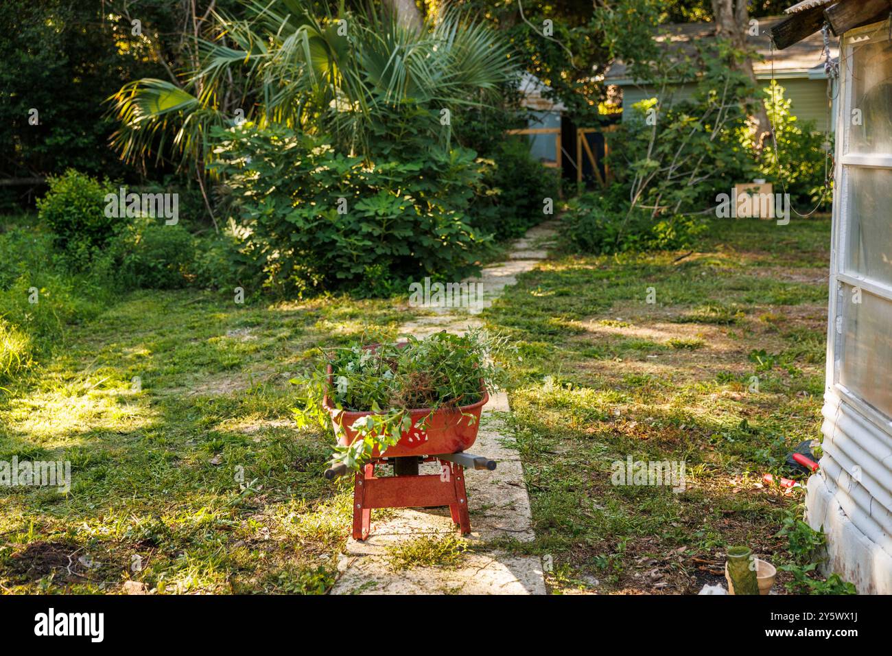 Giardino sul retro illuminato dal sole con una carriola rossa che contiene piante verdi, fiancheggiato da un sentiero di giardino logoro e da una vegetazione lussureggiante, Florida, Stati Uniti Foto Stock