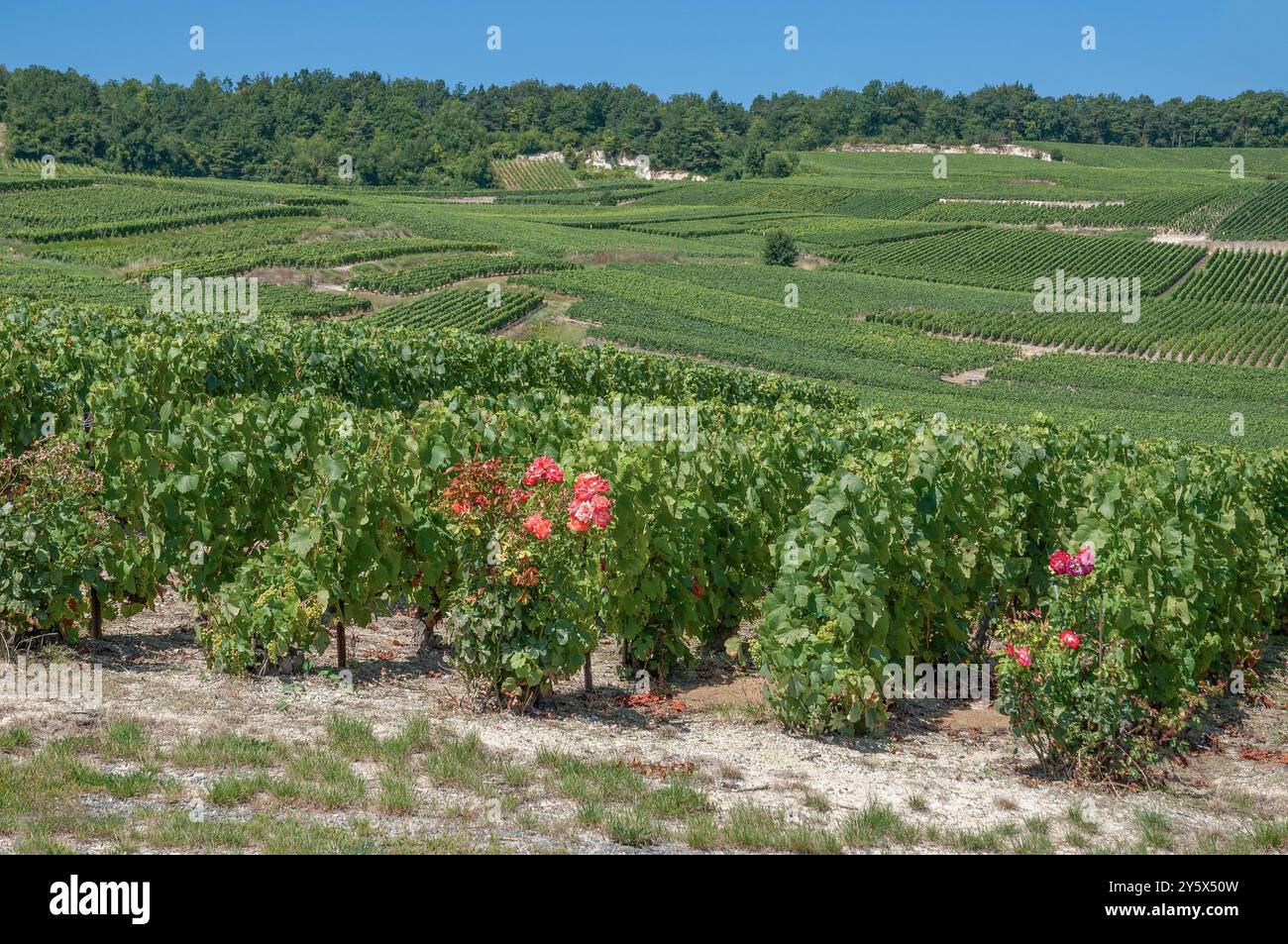 Paesaggio dei vigneti nella regione Champagne vicino a Epernay, Grand Est, Francia Foto Stock