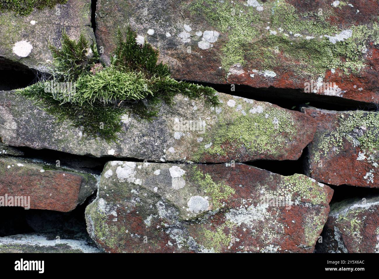 Muschio e licheni che crescono su un muro di pietra secca nel West Yorkshire. Foto Stock