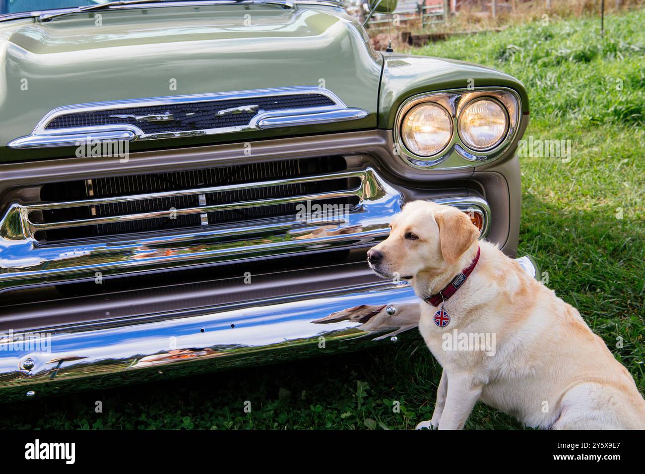 Un cane labrador giallo siede accanto a una classica auto verde sull'erba. Foto Stock