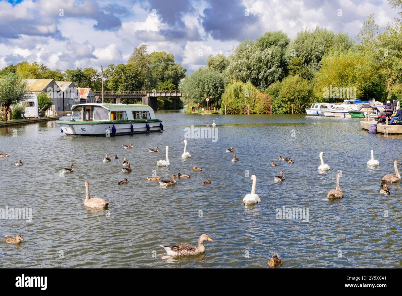 Cigni e oche sul fiume Bure nel Norfolk Broads National Park. Wroxham, Norfolk, East Anglia, Inghilterra, Regno Unito, la Gran Bretagna, l'Europa Foto Stock