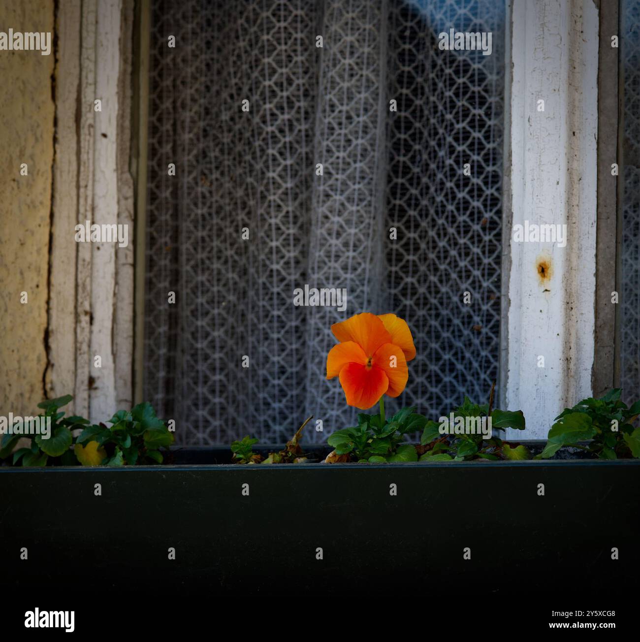 Un unico fiore di pansia di colore arancione (Viola) sta fiorendo di fronte ad una vecchia finestra con una tenda in vecchio stile come simbolo di fedeltà Foto Stock
