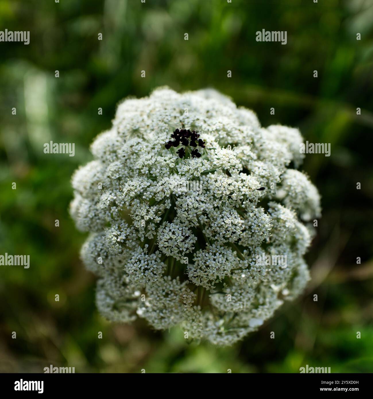 Primo piano della testa sferica bianca di una carota selvatica con un floretto scuro al centro, Daucus carota Foto Stock