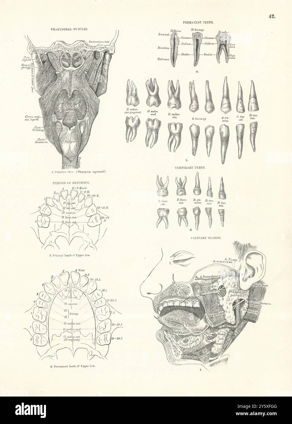 Anatomia. Muscoli faringei, denti permanenti e temporanei, dentatura, ghiandole 1880 Foto Stock