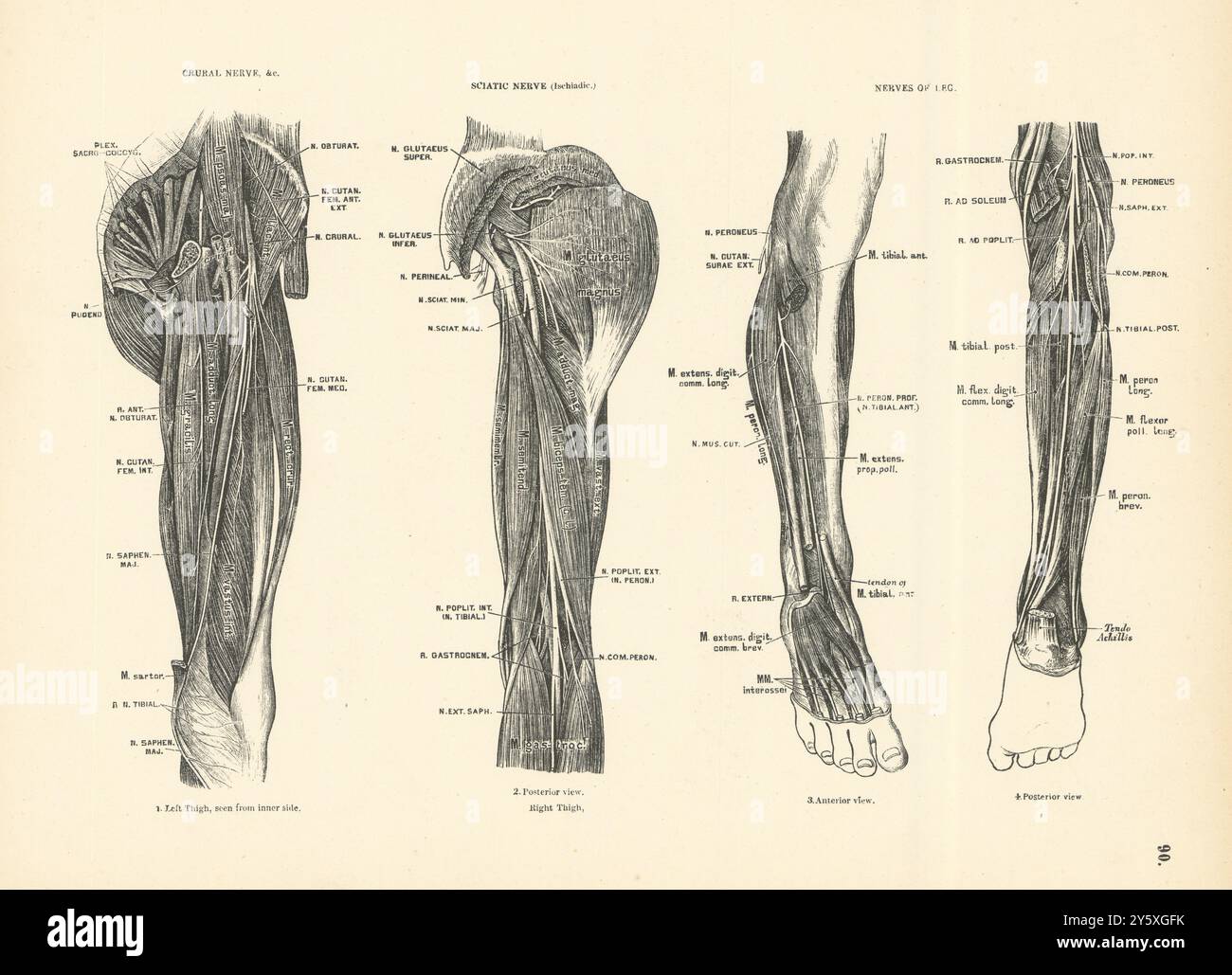 Anatomia. Nervo crurale e nervo sciatico. Nervi di gamba 1880 vecchia stampa antica Foto Stock