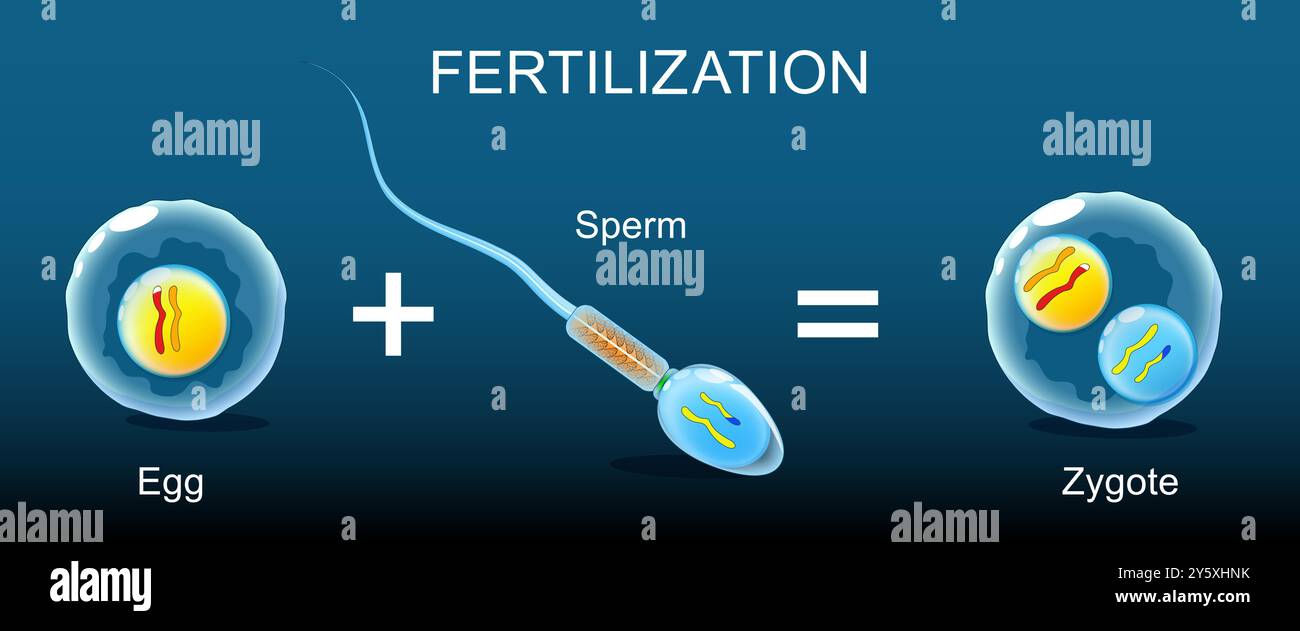Fertilizzazione. Primo piano di spermatozoi o gamete aploide maschile che si unisce a un ovulo per formare uno zygote. Illustrazione piatta isometrica. Vettore realistico Illustrazione Vettoriale