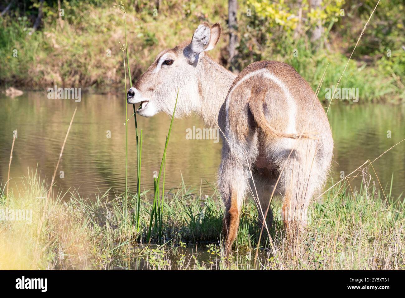 Vista posteriore del common Waterbuck (Kobus ellipsiprymnus) che mostra l'anello bianco ellittico, Kruger National Park, Sudafrica Foto Stock