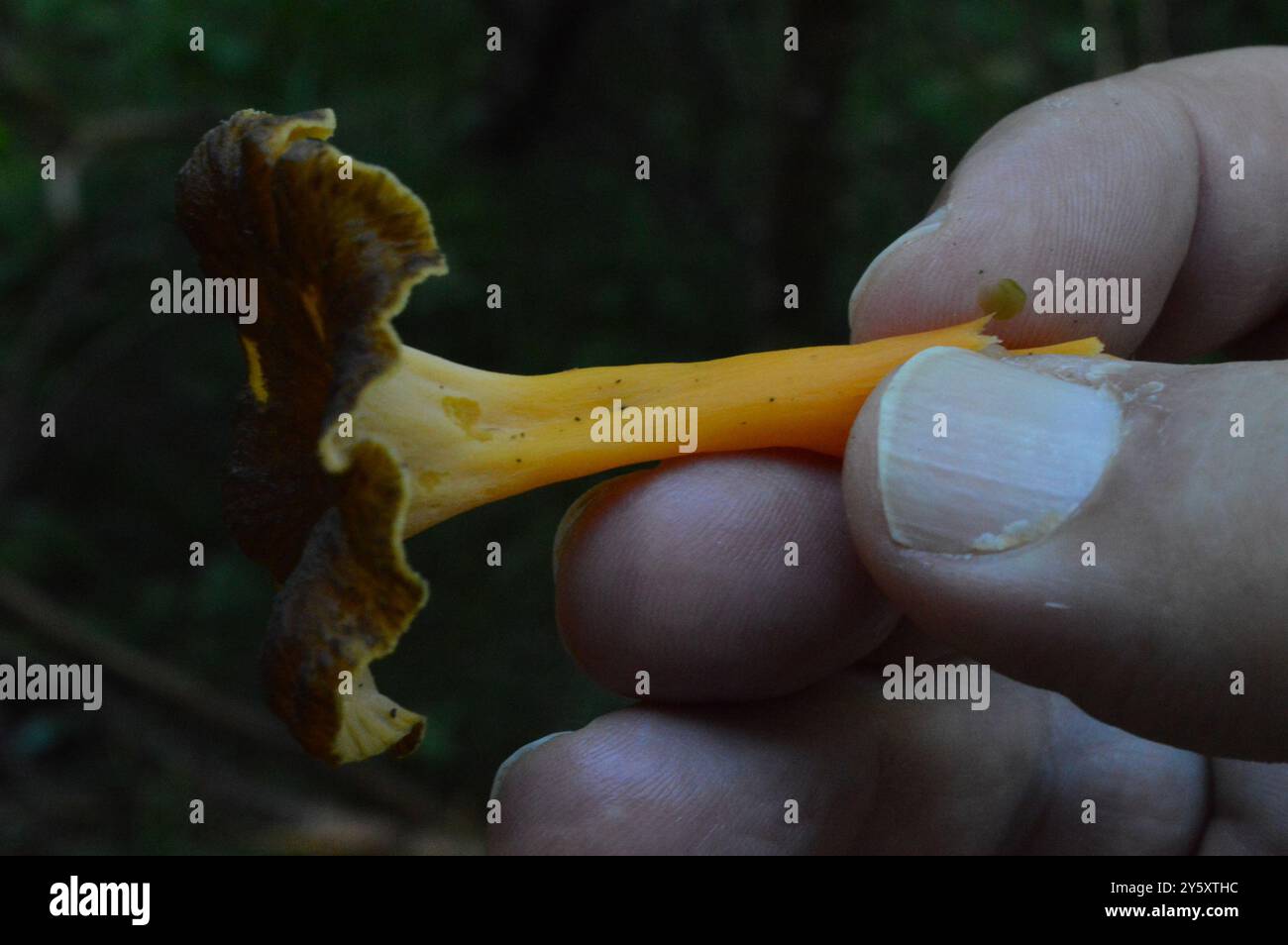 Funghi del piede giallo (Craterellus lutescens) Foto Stock