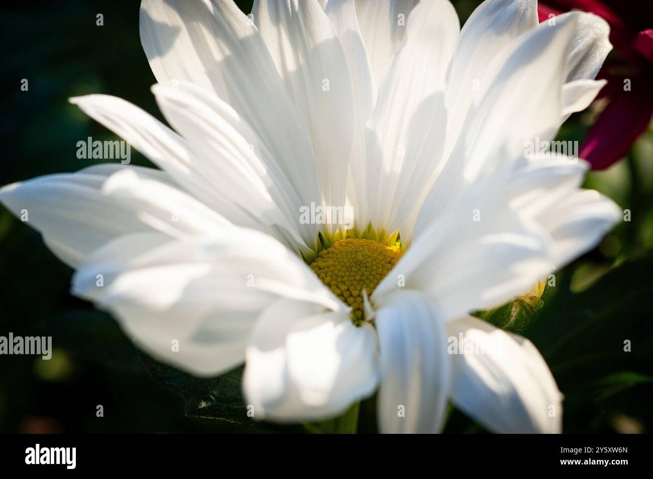 Gartenblume 2 Foto Stock
