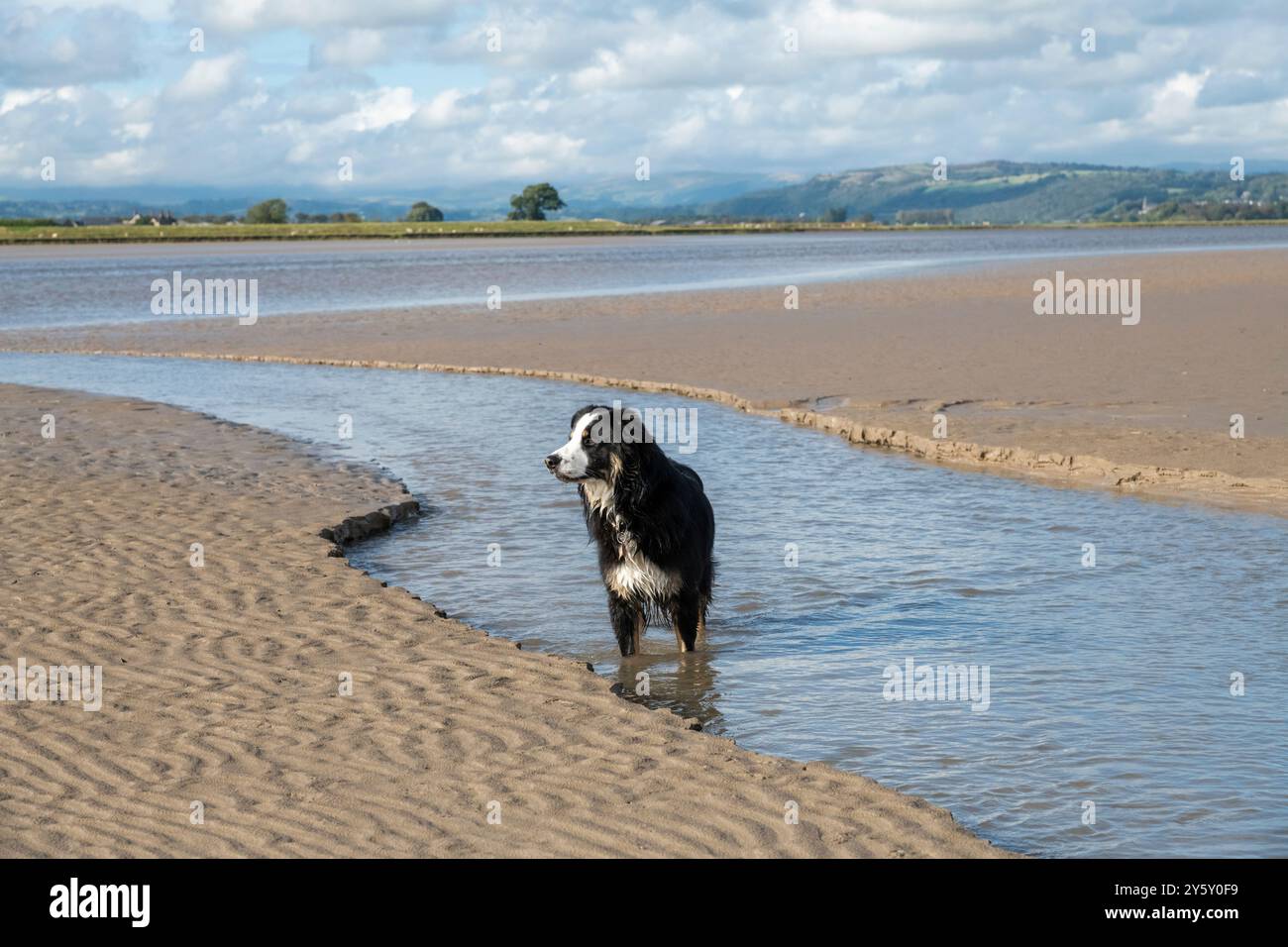 Un giovane Border Collie che si gode una pagaia nell'estuario del fiume Kent a Sandside, Cumbria, Inghilterra. Foto Stock
