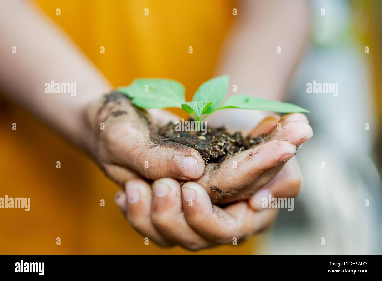 Primo piano di mani che cullano delicatamente una pianta giovane con foglie verdi, simboleggiano la crescita, la natura e la cura dell'ambiente. Foto Stock