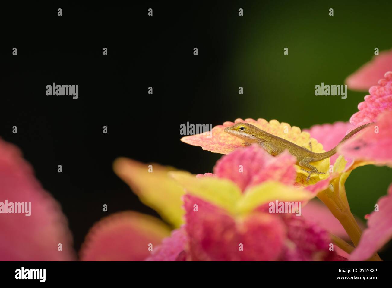 Graziosa anola verde arroccata tra le foglie di coleus Foto Stock