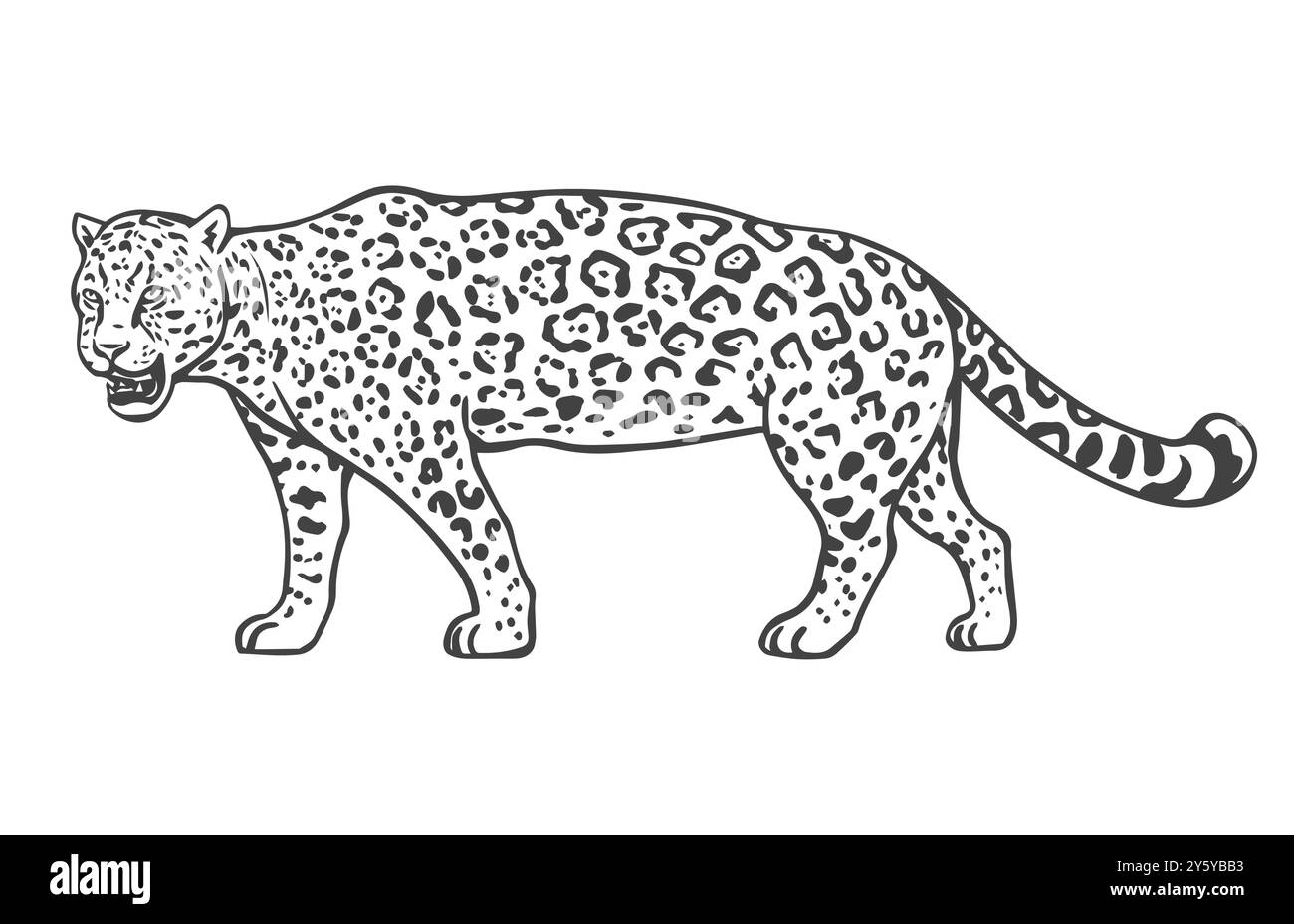 Jaguar su sfondo bianco. Grande gatto predatore tropicale. Animale selvatico con motivi sulla pelle. Illustrazione grafica isolata vettoriale. Ske bianco e nero Illustrazione Vettoriale