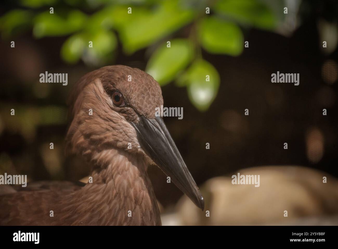 Forte sguardo di Hammerkop sotto la luce del sole Foto Stock Forte sguardo di Hammerkop sotto la luce del sole Foto Stock