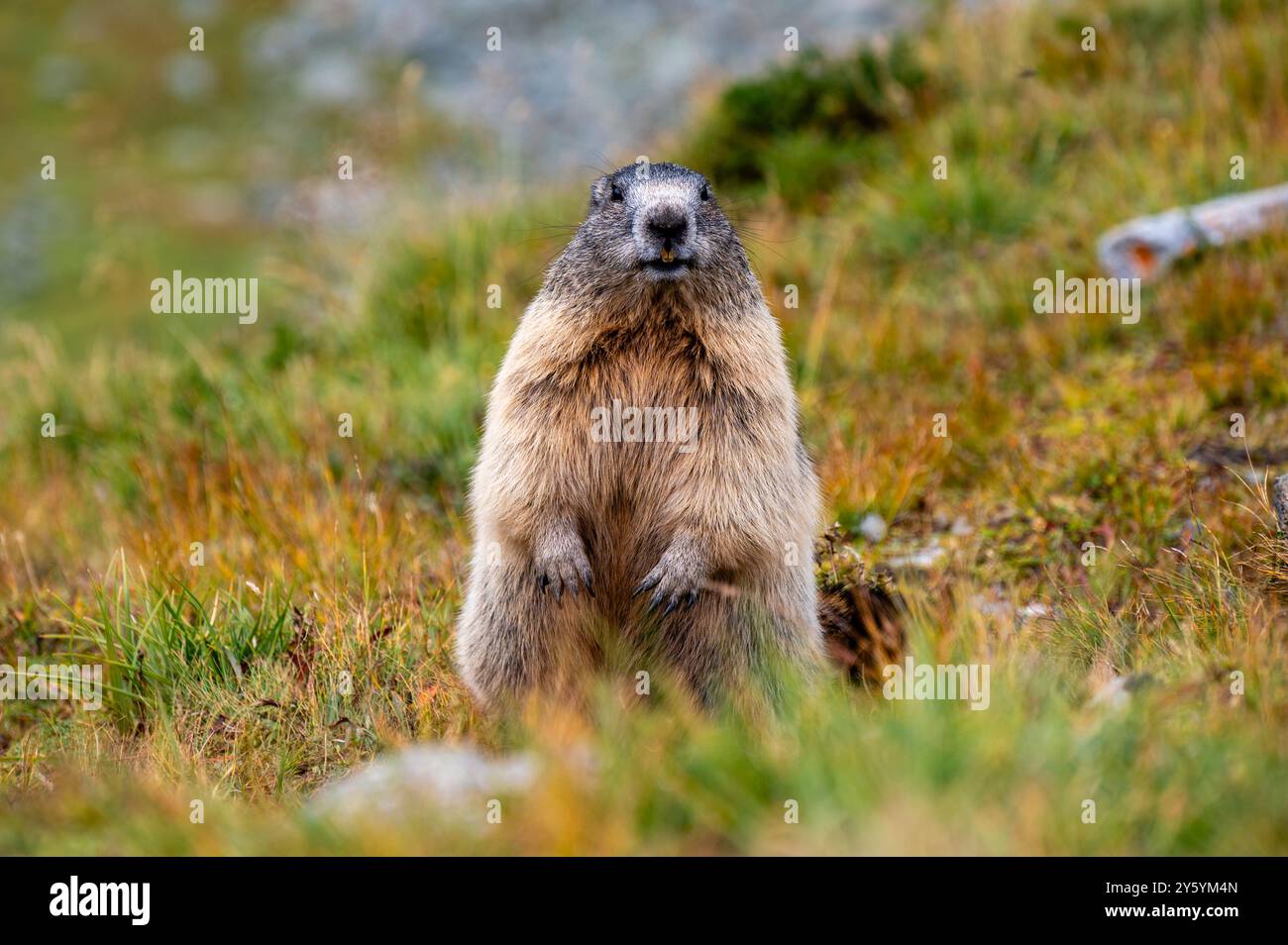 Una simpatica marmotta si erge sui suoi piedi nelle Alpi in Austria Foto Stock