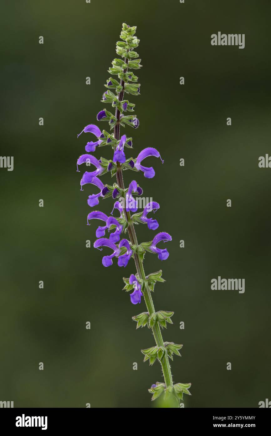 Meadow Clary (Salvia pratensis) fiori Svizzera agosto 2024 Foto Stock