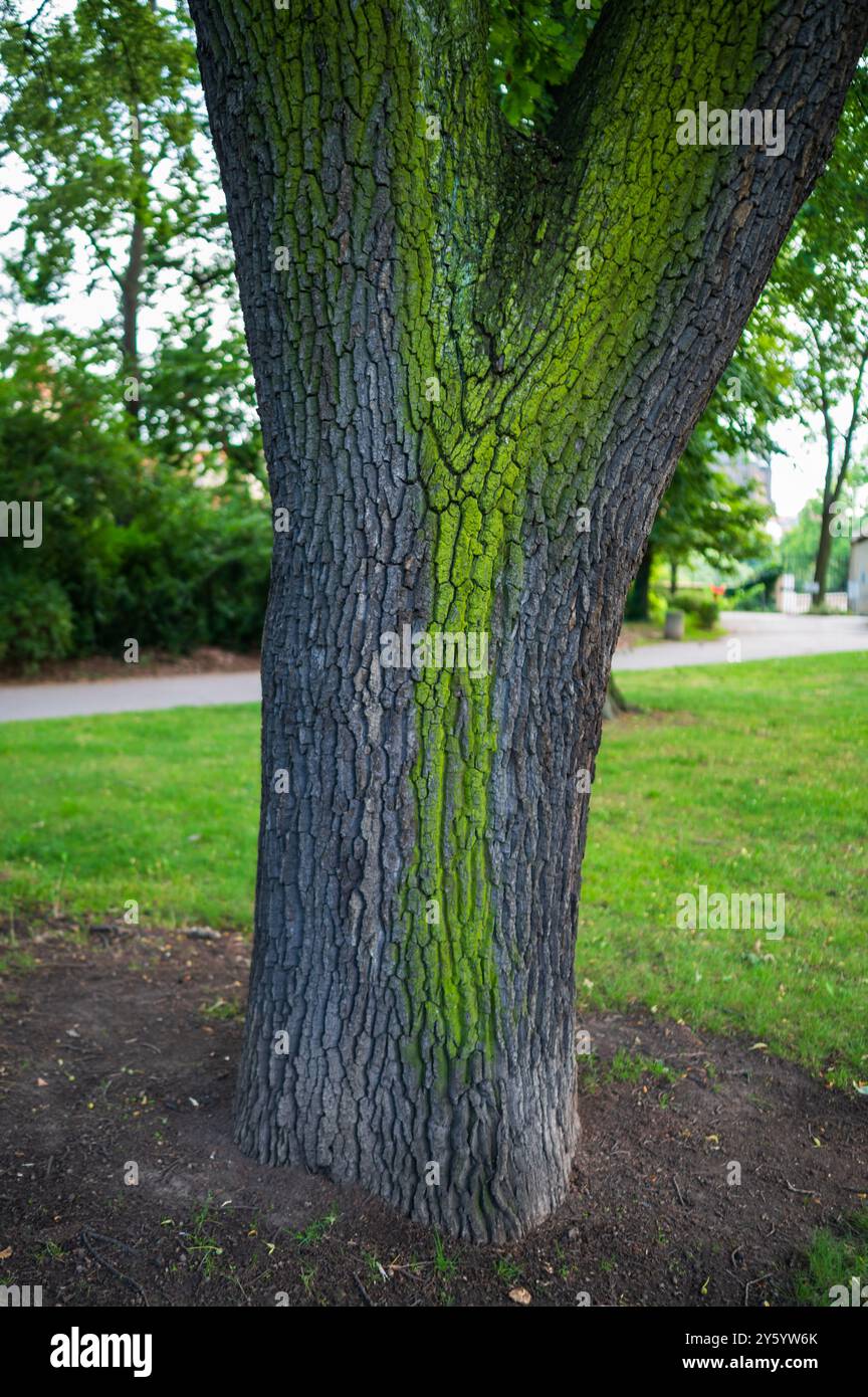 Fungo verde sull'albero Foto Stock