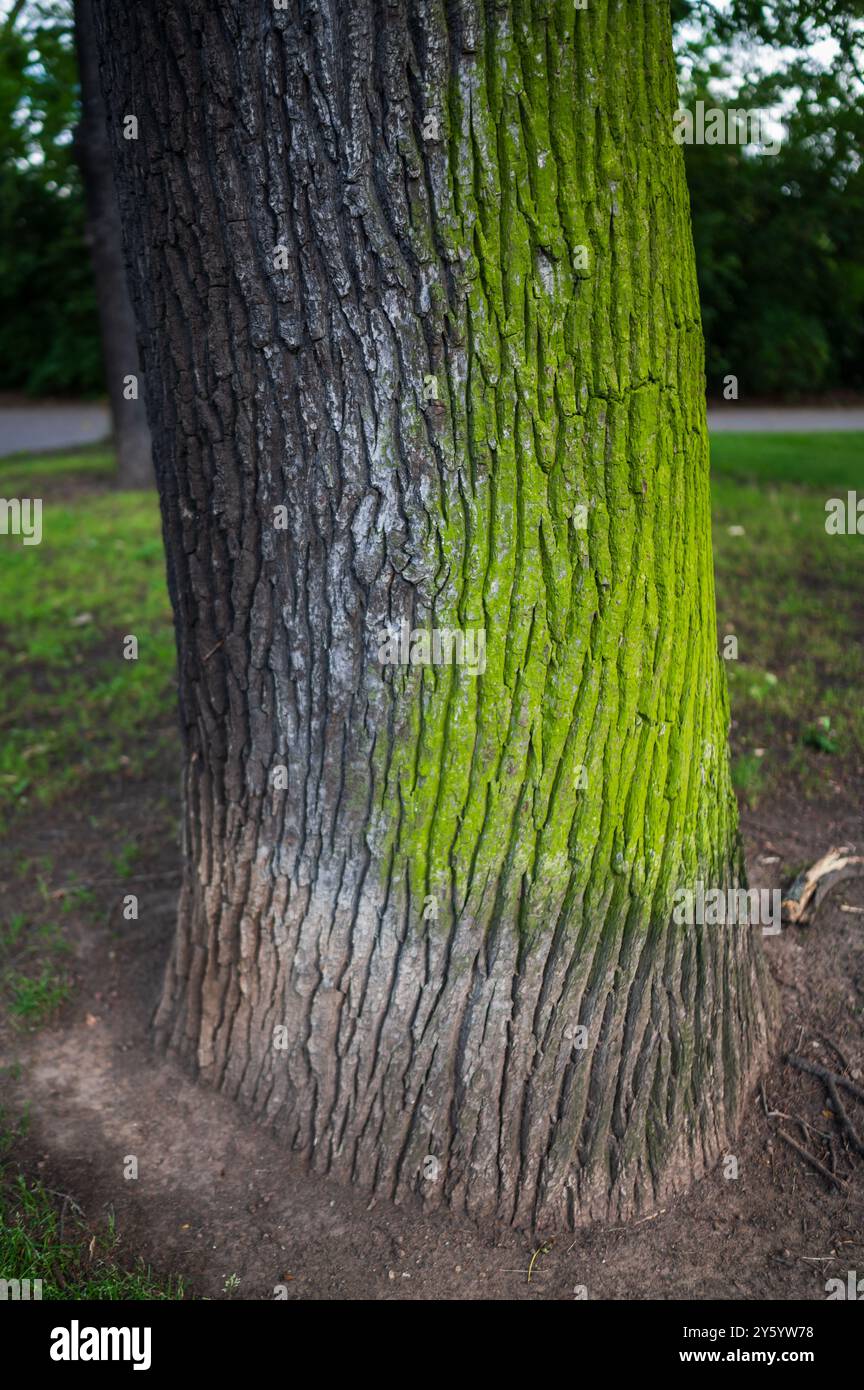 Fungo verde sull'albero Foto Stock