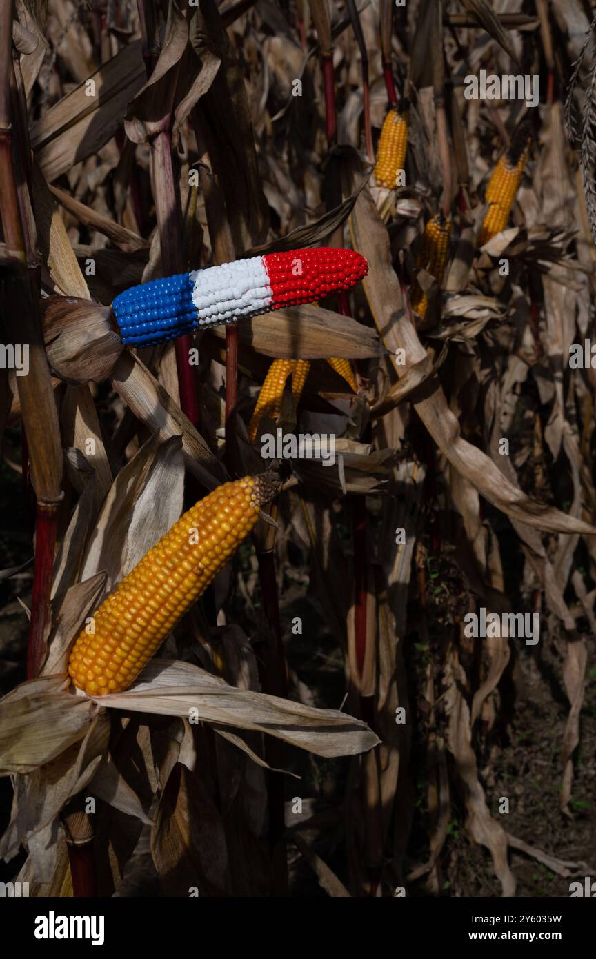 Mais sulla pannocchia, mais (Zea mays) in un campo di mais nei colori della bandiera nazionale francese, bleu, blanc, rouge Foto Stock